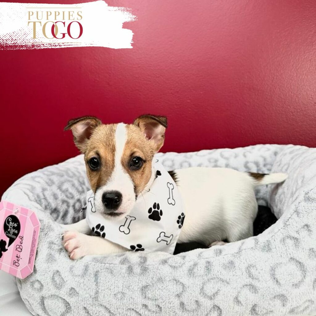 Jack Rusell: The Lovable Herding Dog You'll Adore Jack Rusell, also known as the Welsh Jack Rusell, hails from Wales and boasts a rich heritage as a herding dog.
