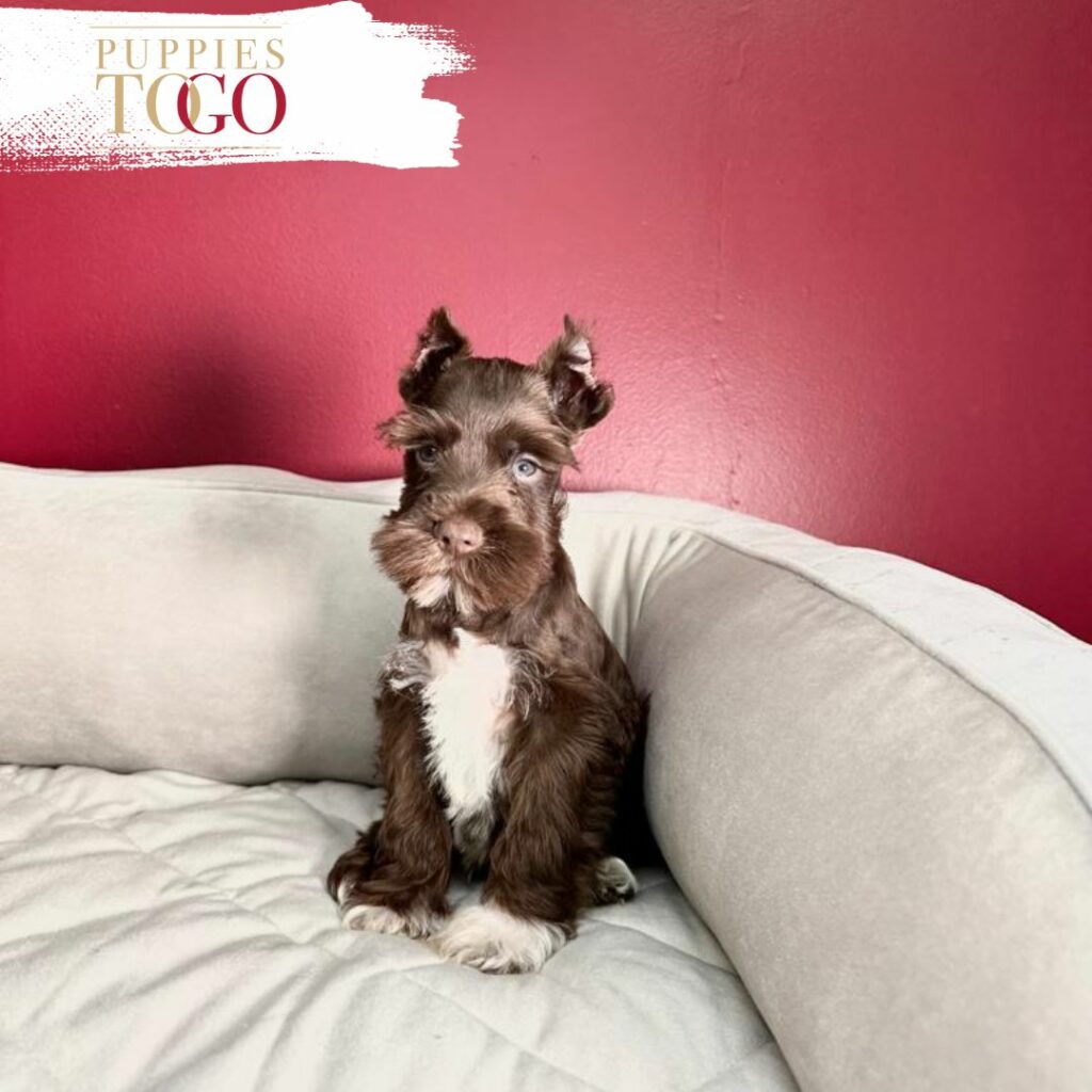 Dog Sale Miami Miniature Schnauzer, Miniature Schnauzer Puppy, Miniature Schnauzer Puppies for Sale, Black Miniature Schnauzer, Salt and Pepper Miniature Schnauzer, Miniature Schnauzer Breeders, Mini Schnauzer Mix, Mini Schnauzer Size, Mini Schnauzer Temperament, Miniature Schnauzer Price