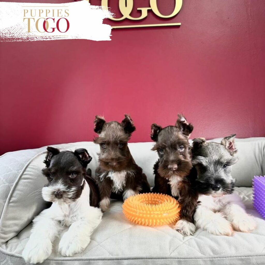 How Much do Schnauzer Puppies Cost Dog Sale Miami Miniature Schnauzer, Miniature Schnauzer Puppy, Miniature Schnauzer Puppies for Sale, Black Miniature Schnauzer, Salt and Pepper Miniature Schnauzer, Miniature Schnauzer Breeders, Mini Schnauzer Mix, Mini Schnauzer Size, Mini Schnauzer Temperament, Miniature Schnauzer Price