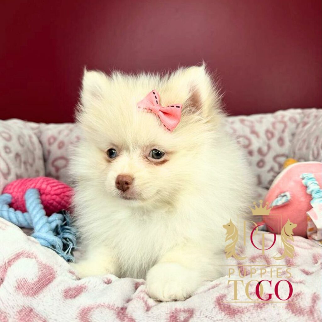 Pomeranian Puppies for Sale Near Me puppiestogoinc.com, puppies to go store, Pomeranian puppies, Pomeranian puppies for sale, Pomeranian puppies for sale miami, Pomeranian for sale, Pomeranian breeders, Pomeranian puppies near me, Pomeranian puppies for sale near me, Pomeranian breeders near me, Pomeranian for sale near me