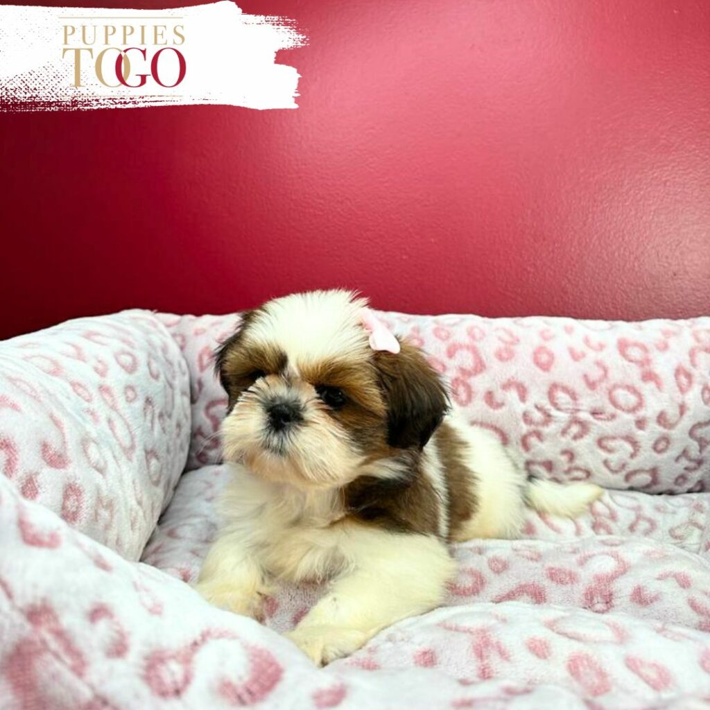 Discover adorable Shih Tzu puppies for sale at Puppies To Go INC