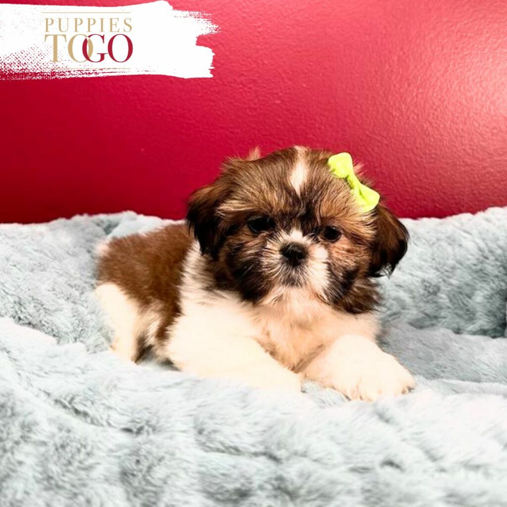Shih Tzu Puppies for Sale Discover adorable Shih Tzu puppies for sale at Puppies To Go INC