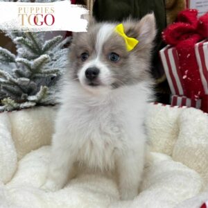 puppiestogoinc.com, puppies to go store, Pomeranian puppies, Pomeranian puppies for sale, Pomeranian puppies for sale miami, Pomeranian for sale, Pomeranian breeders, Pomeranian puppies near me, Pomeranian puppies for sale near me, Pomeranian breeders near me, Pomeranian for sale near me