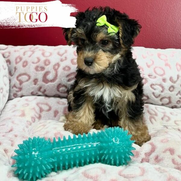 Puppies To Go INC offers adorable Morkiepoo puppies for sale