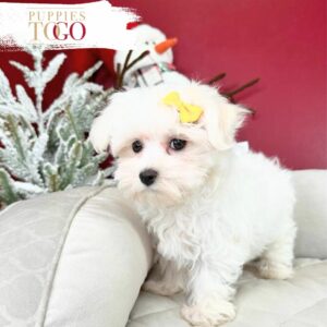 Maltese Puppies for Sale Miami Adorable Puppies for Sale Near Me - PuppiesToGoInc.com, Puppy for sale near me, puppies for sale, dog for sale, dogs for sale, dog for sale near me, pet for sale, dogs for sale cheap, cheap puppies for sale near me, forever love puppies, cheap puppies for sale, cute puppies for sale for Sale