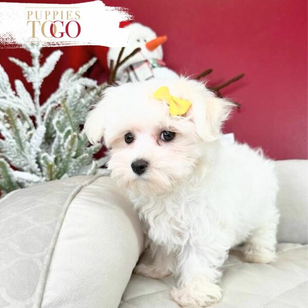 Maltese Puppies for Sale Miami Adorable Puppies for Sale Near Me - PuppiesToGoInc.com, Puppy for sale near me, puppies for sale, dog for sale, dogs for sale, dog for sale near me, pet for sale, dogs for sale cheap, cheap puppies for sale near me, forever love puppies, cheap puppies for sale, cute puppies for sale for Sale