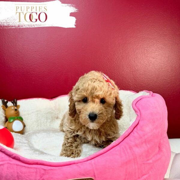 Poodle puppies for sale