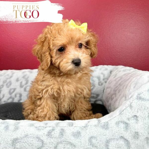 Poodle Puppies for Sale - Your Perfect Petite Companion Awaits!