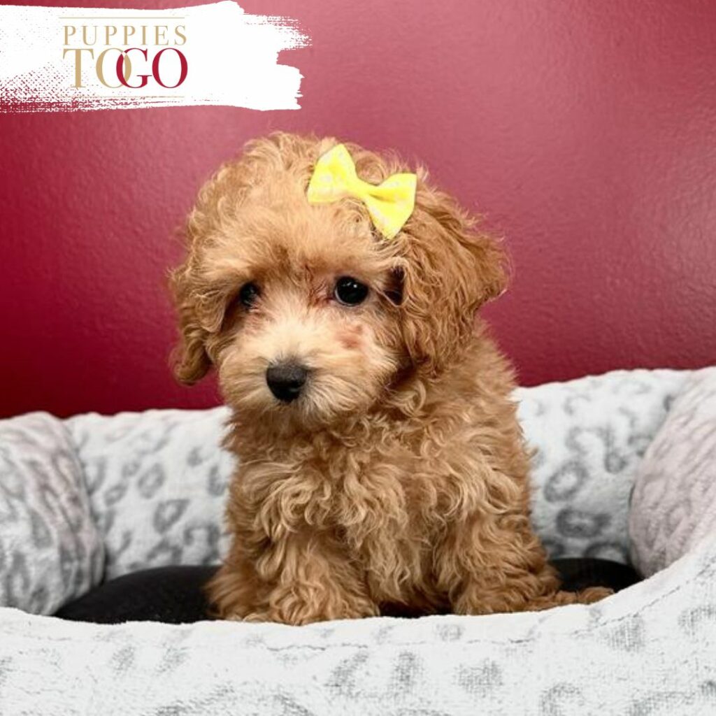 Poodle Puppies for Sale - Your Perfect Petite Companion Awaits!