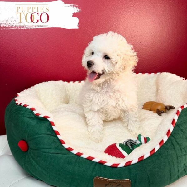 Bichon Frise puppies