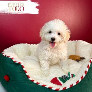 Bichon Frise puppies Bichon Frise M WHITE #4312