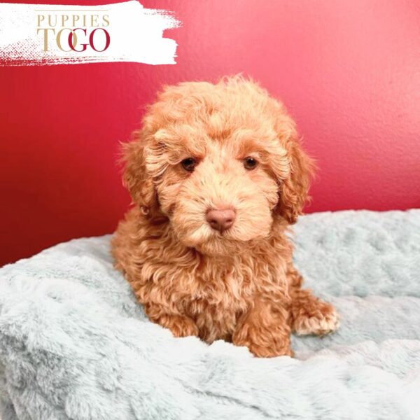 Poodle Puppies for Sale - Your Perfect Petite Companion Awaits!