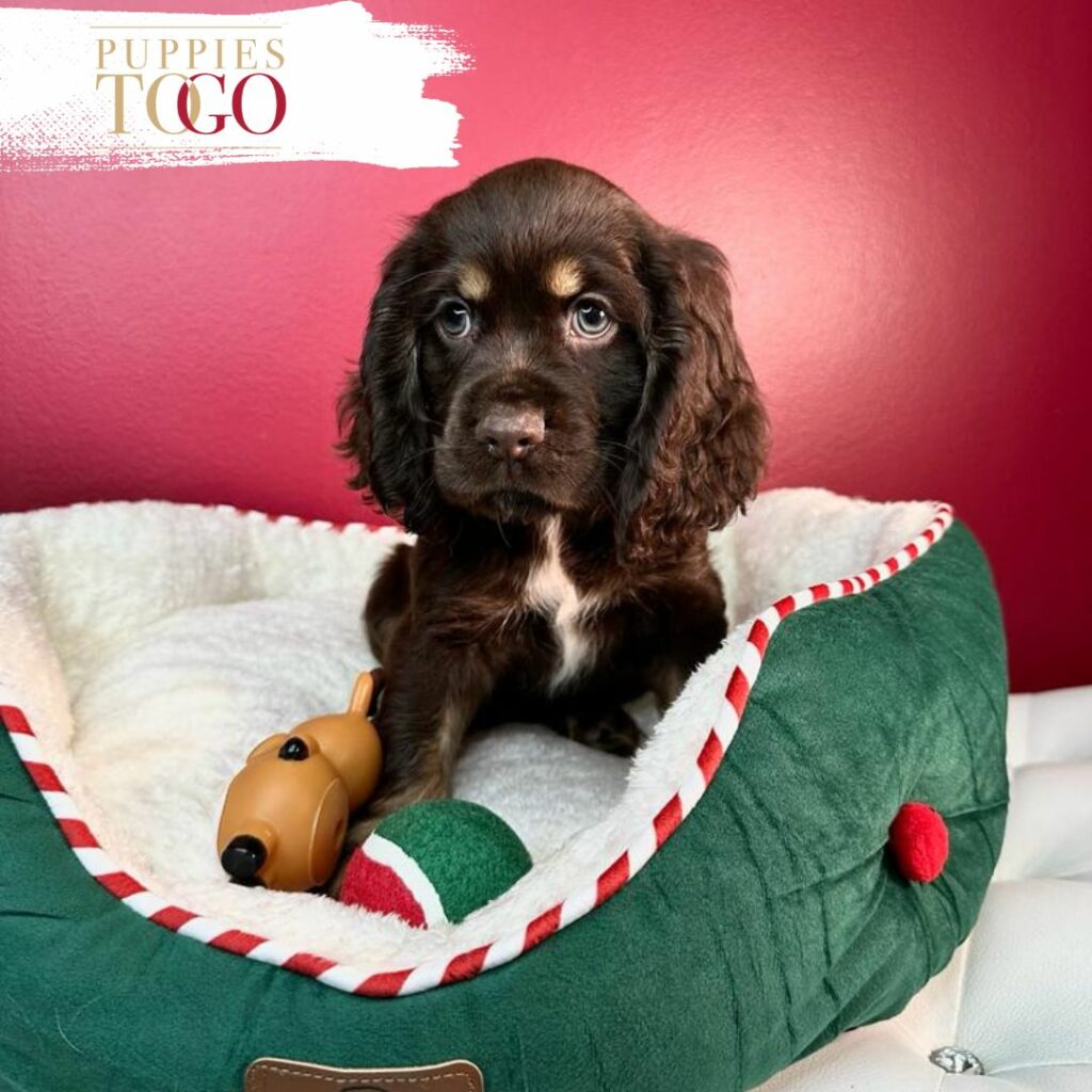 Cocker Spaniel puppies for sale
