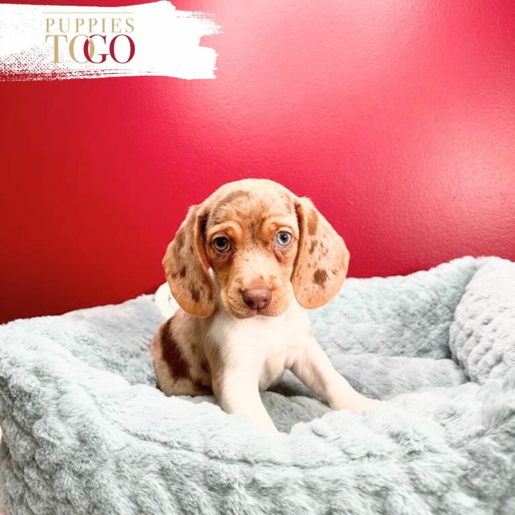 Beagle, Beagle Puppy, Beagle Puppies for Sale, Tri-color Beagle, Lemon Beagle, Beagle Breeders, Miniature Beagle, Beagle Training, Beagle 