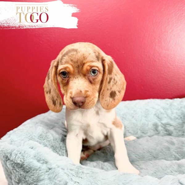 Beagle, Beagle Puppy, Beagle Puppies for Sale, Tri-color Beagle, Lemon Beagle, Beagle Breeders, Miniature Beagle, Beagle Training, Beagle