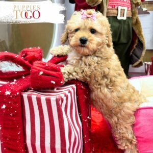 Puppies To Go Miami Cockapoo Puppies: Your New Furry Adventure Finding Puppies for Sale Near Me