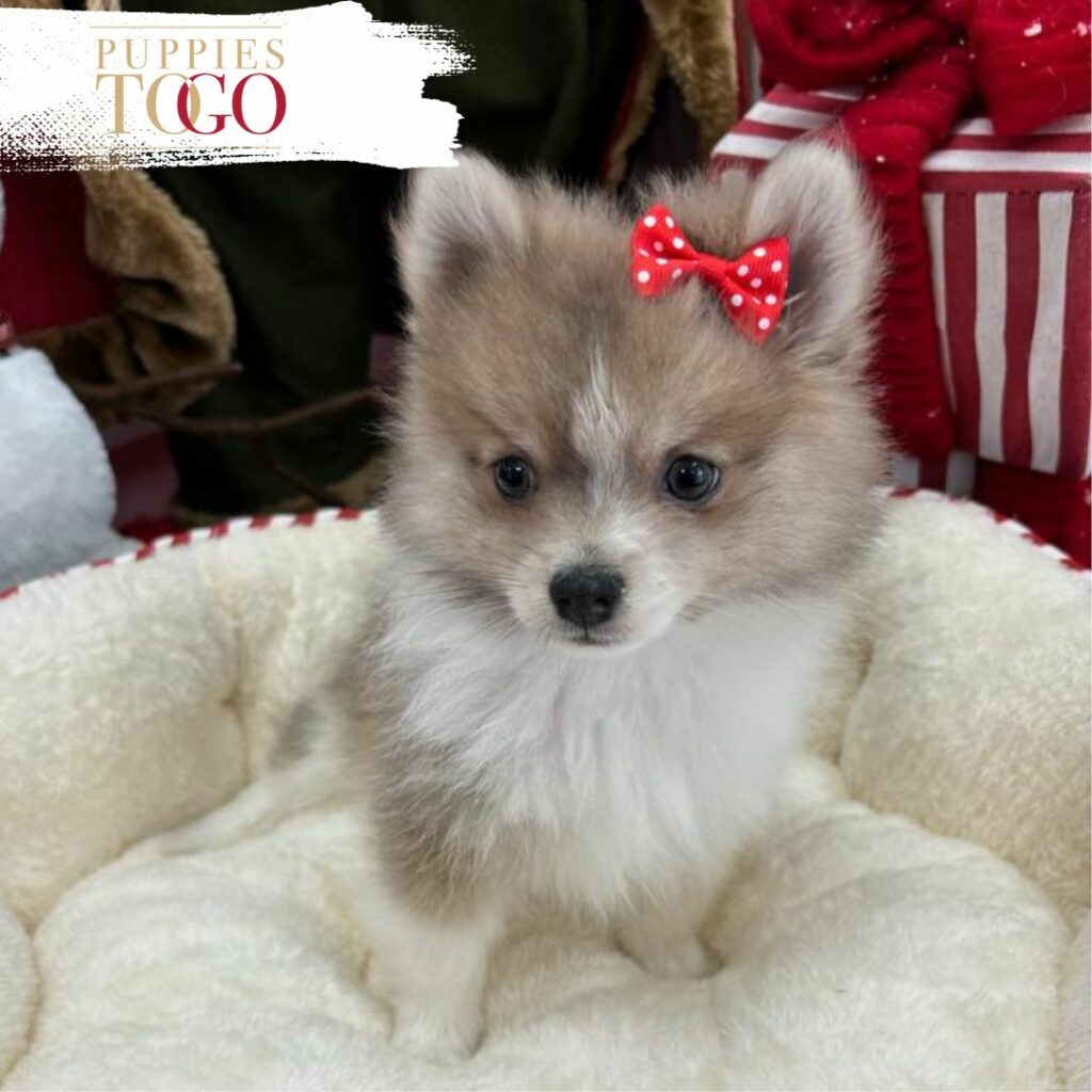 puppiestogoinc.com, puppies to go store, Pomeranian puppies, Pomeranian puppies for sale, Pomeranian puppies for sale miami, Pomeranian for sale, Pomeranian breeders, Pomeranian puppies near me, Pomeranian puppies for sale near me, Pomeranian breeders near me, Pomeranian for sale near me
