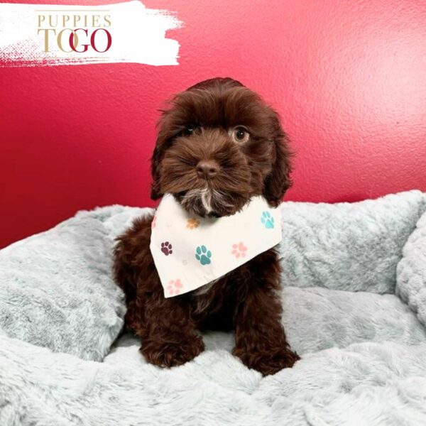 Puppies To Go INC offers adorable Cockapoo puppies for sale. Find your perfect furry companion today.