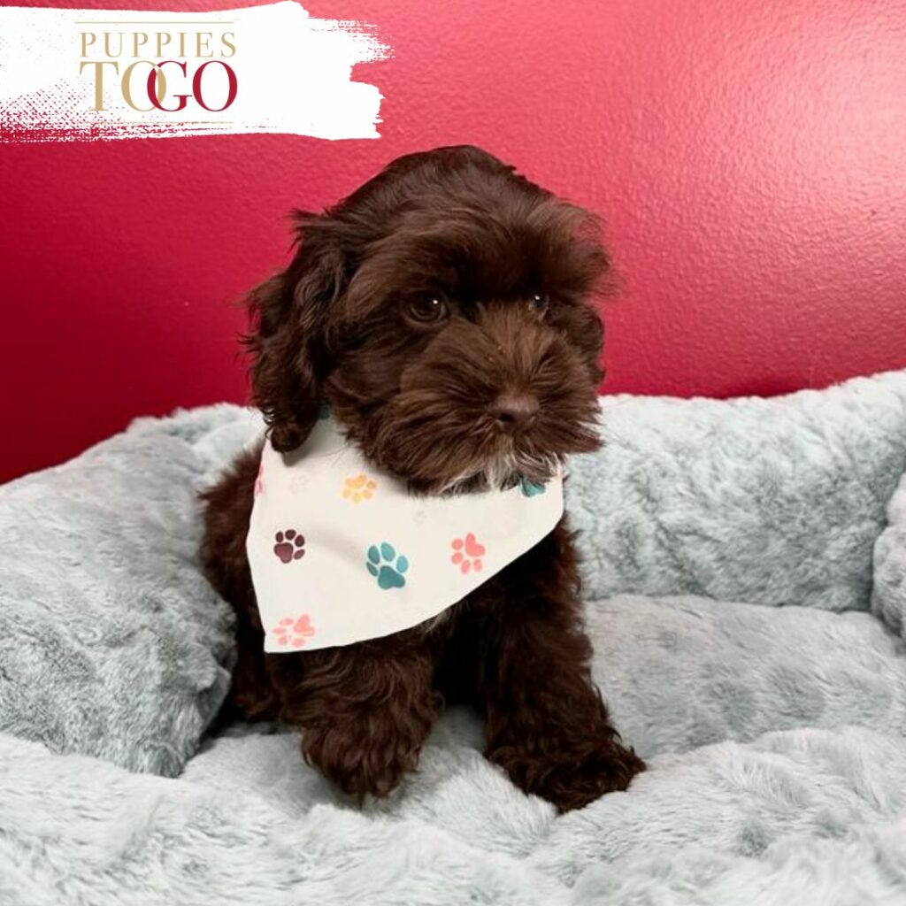 Puppies To Go INC offers adorable Cockapoo puppies for sale. Find your perfect furry companion today.