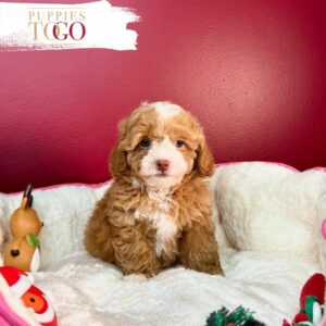 Maltipoo Puppies for Sale