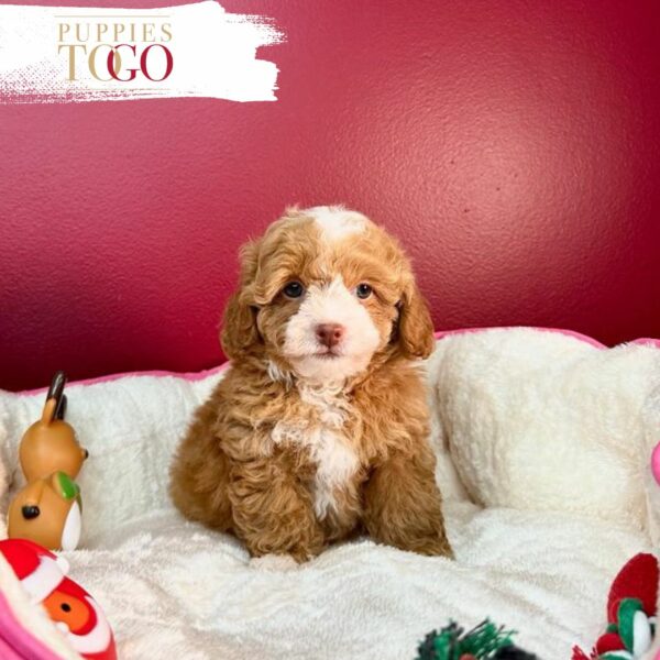 Maltipoo Puppies for Sale
