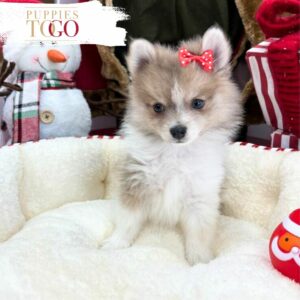 puppiestogoinc.com, puppies to go store, Pomeranian puppies, Pomeranian puppies for sale, Pomeranian puppies for sale miami, Pomeranian for sale, Pomeranian breeders, Pomeranian puppies near me, Pomeranian puppies for sale near me, Pomeranian breeders near me, Pomeranian for sale near me