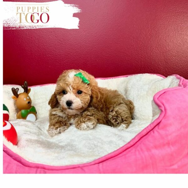 Maltipoo Puppies for Sale