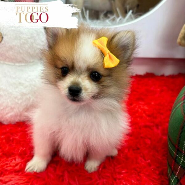 puppiestogoinc.com, puppies to go store, Pomeranian puppies, Pomeranian puppies for sale, Pomeranian puppies for sale miami, Pomeranian for sale, Pomeranian breeders, Pomeranian puppies near me, Pomeranian puppies for sale near me, Pomeranian breeders near me, Pomeranian for sale near me
