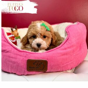 Maltipoo Puppies for Sale