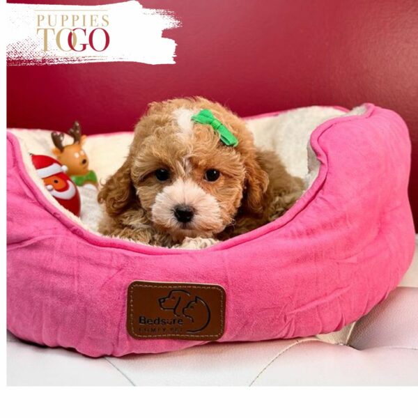 Maltipoo Puppies for Sale