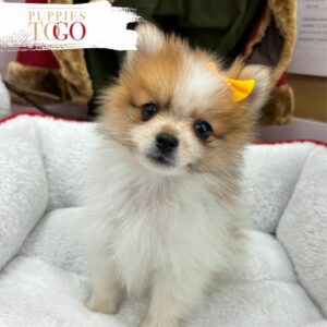 puppiestogoinc.com, puppies to go store, Pomeranian puppies, Pomeranian puppies for sale, Pomeranian puppies for sale miami, Pomeranian for sale, Pomeranian breeders, Pomeranian puppies near me, Pomeranian puppies for sale near me, Pomeranian breeders near me, Pomeranian for sale near me