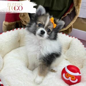 puppiestogoinc.com, puppies to go store, Pomeranian puppies, Pomeranian puppies for sale, Pomeranian puppies for sale miami, Pomeranian for sale, Pomeranian breeders, Pomeranian puppies near me, Pomeranian puppies for sale near me, Pomeranian breeders near me, Pomeranian for sale near me