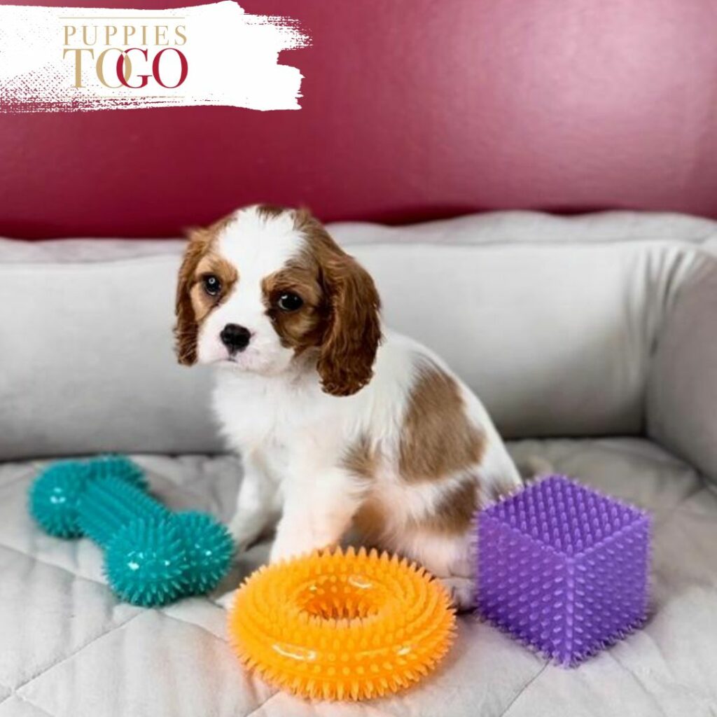 Cavalier Puppy for Sale Near Me Cavalier , Cavalier Puppy, Cavalier Puppies for Sale, Pembroke Welsh Cavalier