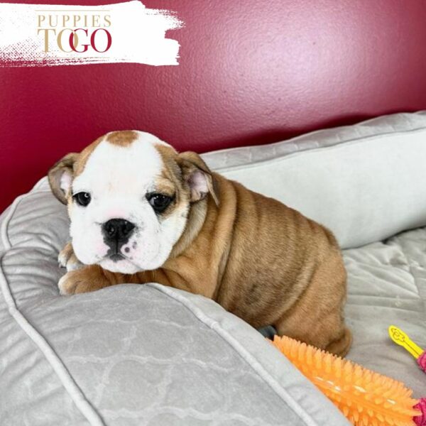 English Bulldog puppies for sale, iconic dog breeds, reputable English