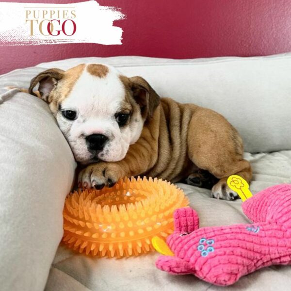 English Bulldog puppies for sale, iconic dog breeds, reputable English