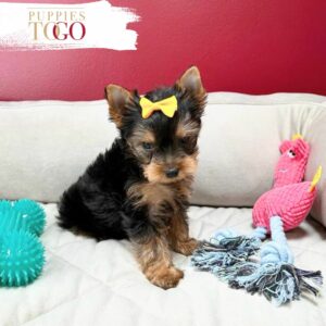 Miami Puppies for Sale Yorkie Puppies for Sale Miami
