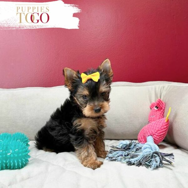 Miami Puppies for Sale Yorkie Puppies for Sale Miami