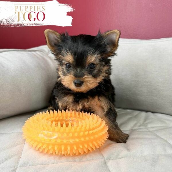 Miami Puppies for Sale Yorkie Puppies for Sale Miami
