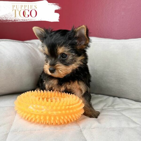 Miami Puppies for Sale Yorkie Puppies for Sale Miami