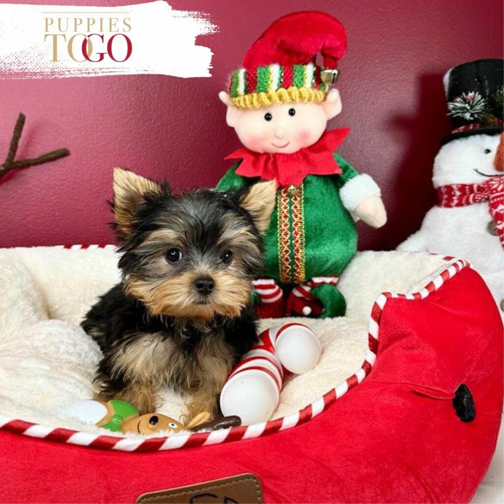 Miami Puppies for Sale Yorkie Puppies for Sale Miami