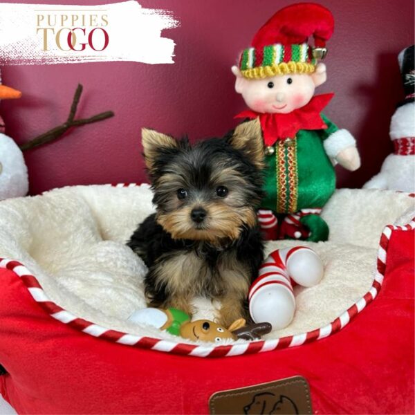 Miami Puppies for Sale Yorkie Puppies for Sale Miami