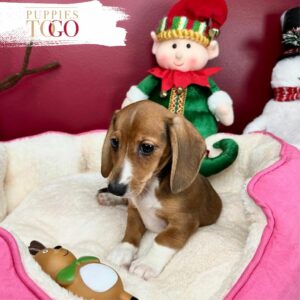 Mini Dachshund for Sale Puppy Near Mini Dachshund for Sale Puppy Near Why Choose Our Dachshund Puppies