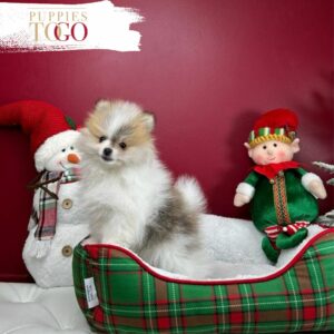 puppiestogoinc.com, puppies to go store, Pomeranian puppies, Pomeranian puppies for sale, Pomeranian puppies for sale miami, Pomeranian for sale, Pomeranian breeders, Pomeranian puppies near me, Pomeranian puppies for sale near me, Pomeranian breeders near me, Pomeranian for sale near me