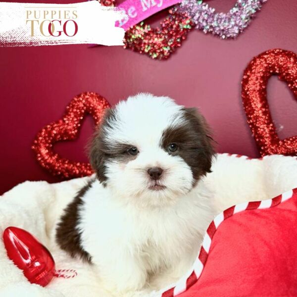 Discover adorable Shihtzu puppies miami for sale at Puppies To Go INC