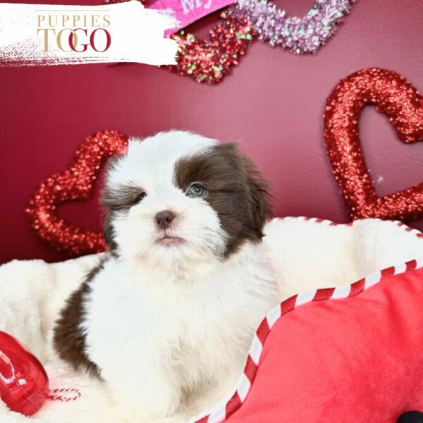 Discover adorable Shihtzu puppies miami for sale at Puppies To Go INC