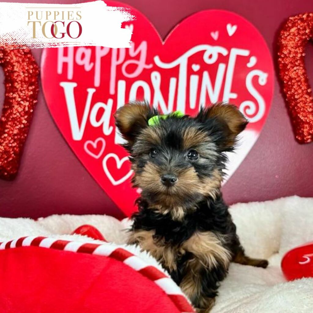 Yorkie Puppies Miami for Sale Yorkie Puppies for Sale Miami