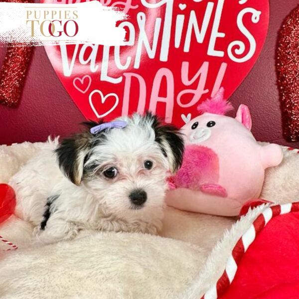 Morkie Puppies Miami for Sale Morkie Puppies for Sale Miami