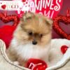 Pomeranian Puppies Miami puppiestogoinc.com, puppies to go store, Pomeranian puppies, Pomeranian puppies for sale, Pomeranian puppies for sale miami, Pomeranian for sale, Pomeranian breeders, Pomeranian puppies near me, Pomeranian puppies for sale near me, Pomeranian breeders near me, Pomeranian for sale near me