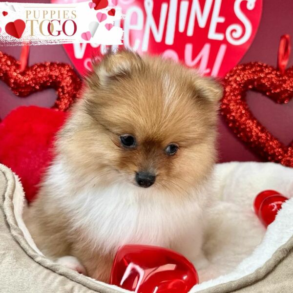 Pomeranian Puppies Miami puppiestogoinc.com, puppies to go store, Pomeranian puppies, Pomeranian puppies for sale, Pomeranian puppies for sale miami, Pomeranian for sale, Pomeranian breeders, Pomeranian puppies near me, Pomeranian puppies for sale near me, Pomeranian breeders near me, Pomeranian for sale near me