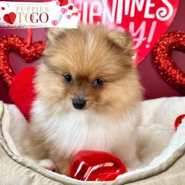 Pomeranian Puppies Miami puppiestogoinc.com, puppies to go store, Pomeranian puppies, Pomeranian puppies for sale, Pomeranian puppies for sale miami, Pomeranian for sale, Pomeranian breeders, Pomeranian puppies near me, Pomeranian puppies for sale near me, Pomeranian breeders near me, Pomeranian for sale near me